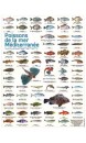 Poster planche de 65 photos poissons de la mer méditerranée