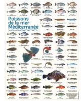 Poster planche de 65 photos poissons de la mer méditerranée