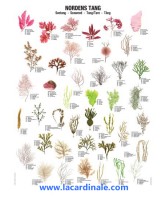 Poster Algues, Seaweed 