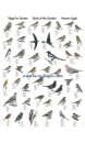 Poster oiseaux des jardins - Birds of the Garden
