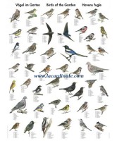 Poster oiseaux des jardins - Birds of the Garden