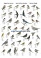 Poster oiseaux des jardins - Birds of the Garden