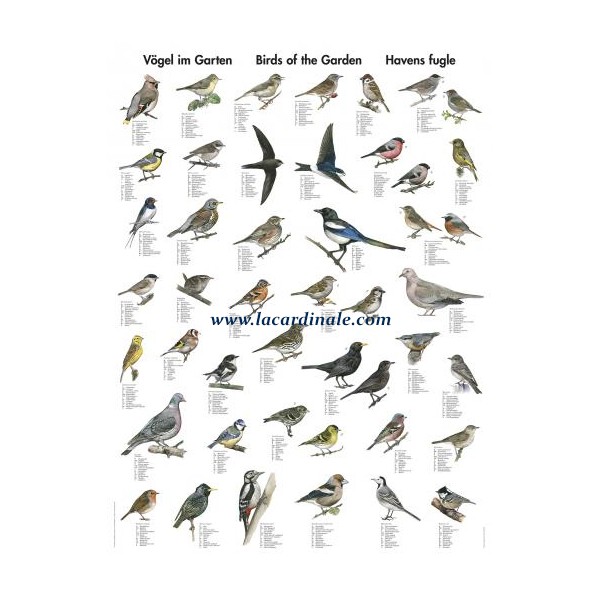 encyclopedie oiseaux jardin